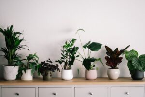 Read more about the article The Best Low-Light Houseplants, Elevating Your Indoor Space with Greenery