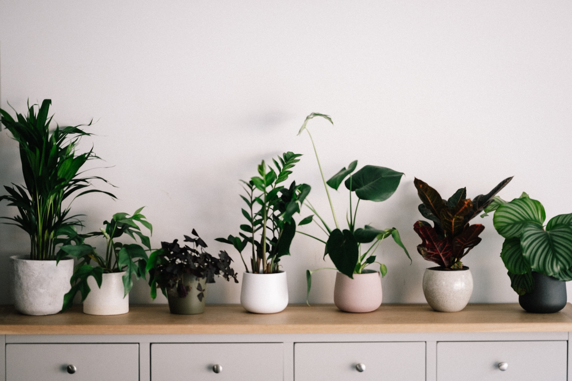 Read more about the article The Best Low-Light Houseplants, Elevating Your Indoor Space with Greenery