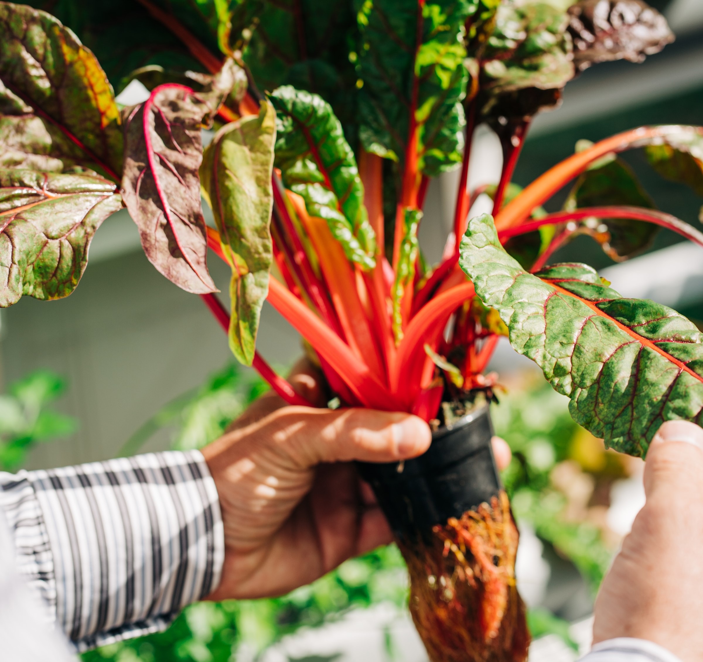 Read more about the article Hydroponics Growing System in Your Apartment, Ideal Plants and Vegetables