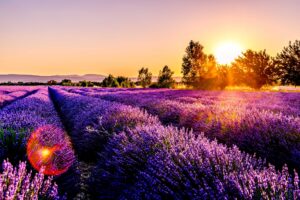 Read more about the article Growing Lavender at Home, A Step-by-Step Guide