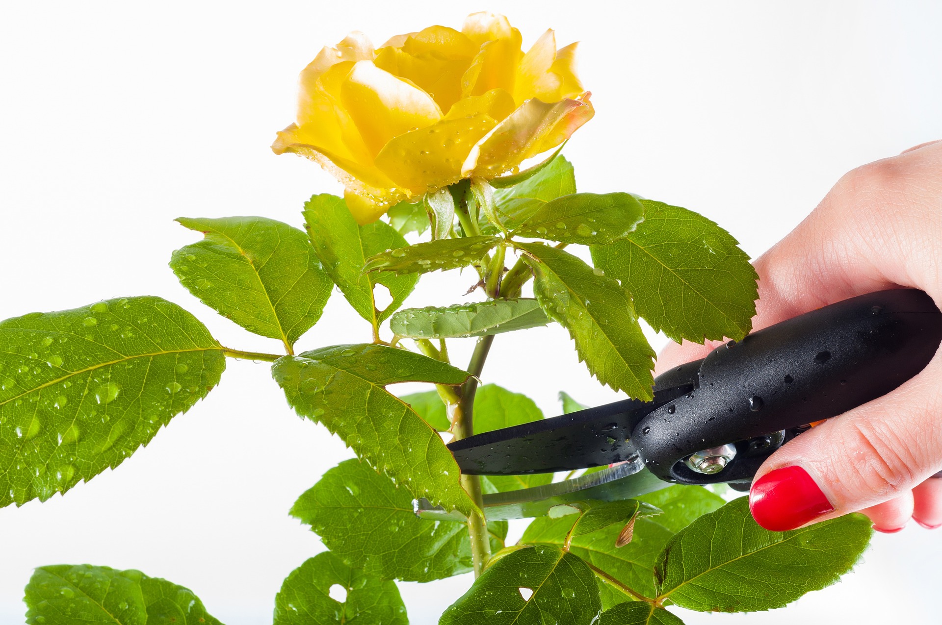 Read more about the article Gardening Tips, Pruning Techniques for Healthy Plant Growth