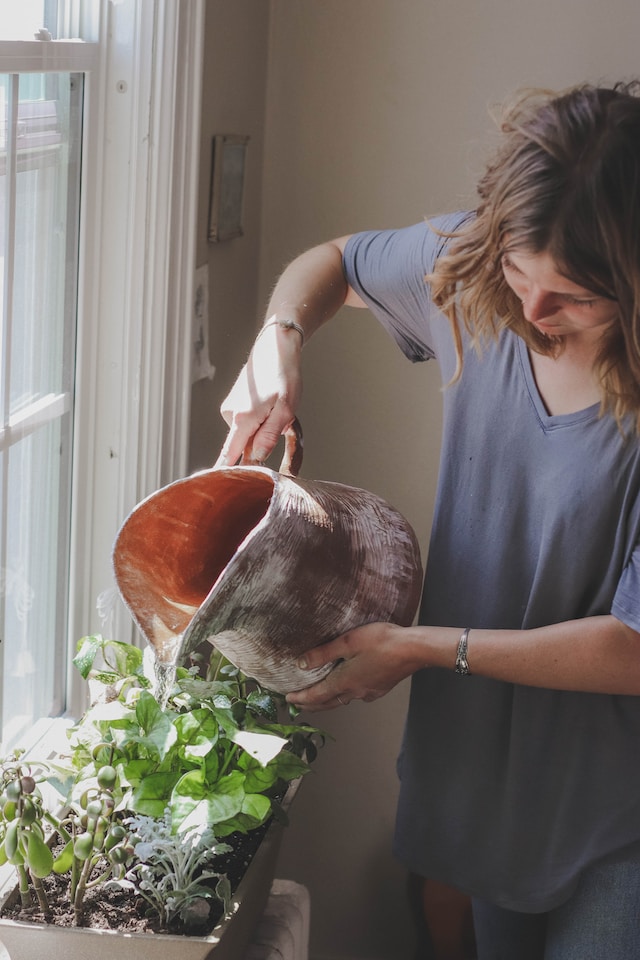 How To Water Your Plants