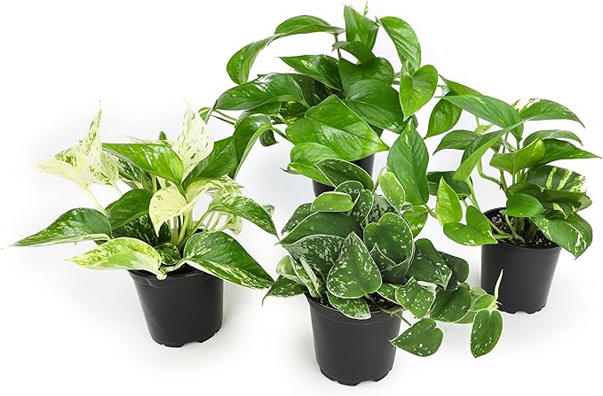 Read more about the article Low Light Houseplants